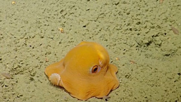 写真苦手なんだよ 何度見ても癒やされる 世界一可愛い深海生物メンダコはやっぱり超キュートな件 マランダー