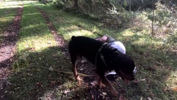 ううっ 苦しい バタリ と 愛犬ロットワイラーの前で死んだフリを繰り返してみた結果 マランダー