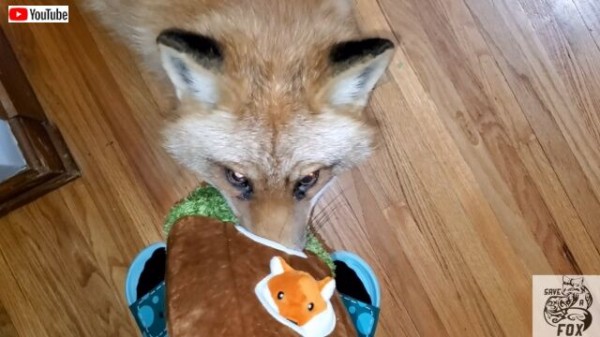 音量注意 お散歩お散歩 に大興奮なおしゃべり狐はアボカドのぬいぐるみがお気に入り マランダー
