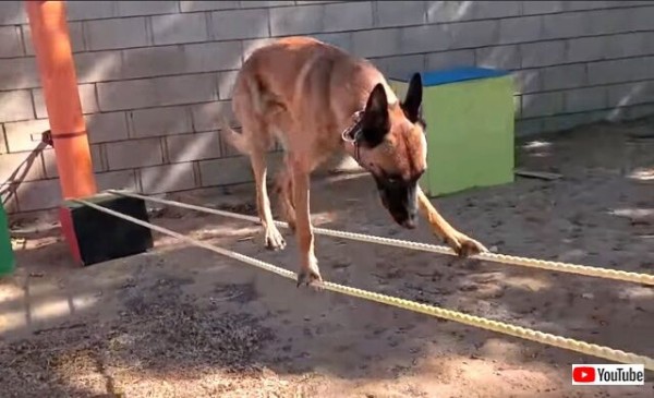 犬版サスケかと思った 素晴らしいスター俳優犬のトレーニングの成果を見てみよう マランダー