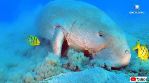 人魚というよりはゾウの親戚 ジュゴンのお食事風景に迫ってみた マランダー