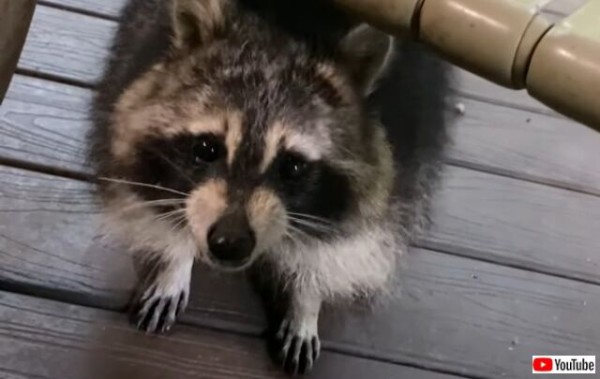 ヘイ バディ 今日も良い一日を 早朝からやって来るアライグマに 毎朝ご飯をあげている男性がいた マランダー