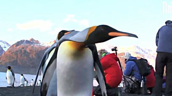 カワイイだけやないねんで 闘うペンギンたちを詰め合わせでお届け マランダー