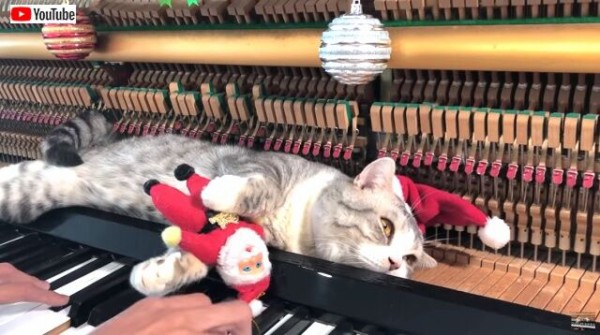 サンタ猫が街にやって来た ピアノの上でクリスマスソングを楽しむ猫 マランダー