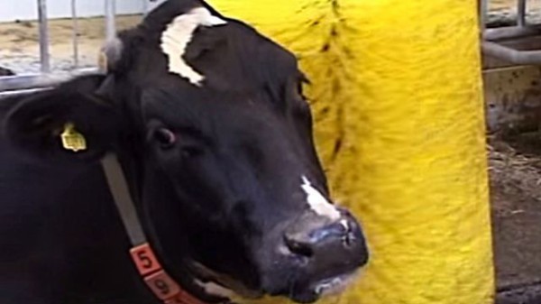 ぐるんぐるん 気持ちよくってもうたまらん ウシさんたちが大好きな回転ブラシをどうぞ マランダー