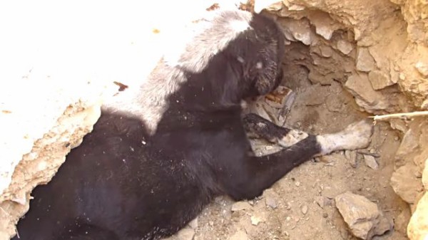 閲覧注意 Animal Aid 奇跡が起こった 顔面のほとんどを破壊された犬が元気になるまで マランダー