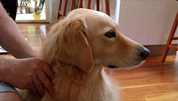 このうっとりまったりな至福の時 マッサージやめないで とねだる犬 マランダー