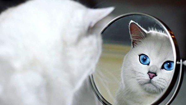 宝石のような瞳が魅力の猫 コビーくんのブルーアイに引き込まれてしまう写真集 マランダー