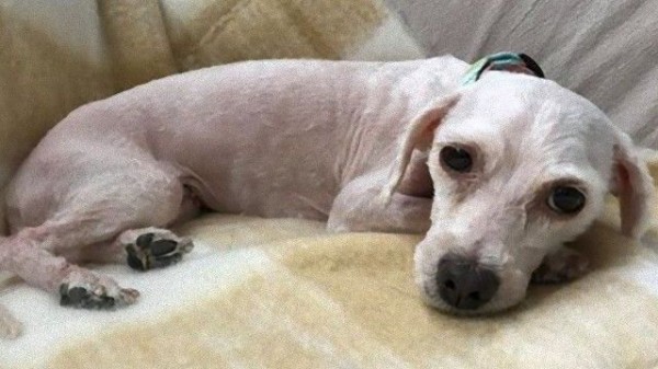 飼育放棄されていいた保護犬をヘアカット 驚異のビフォア アフター マランダー
