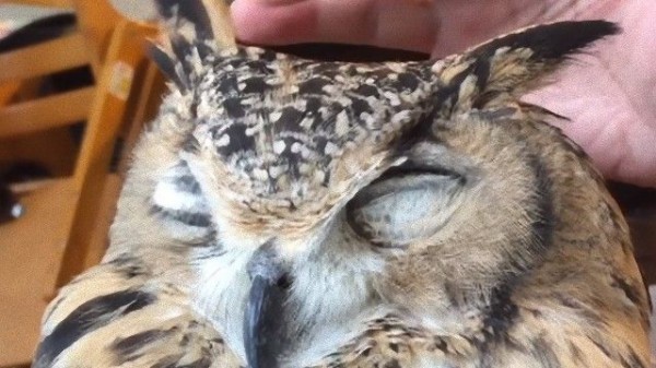 フクロウもモフ好きだから 飼い主の上でくつろぐフクロウさんのかわいさよ マランダー