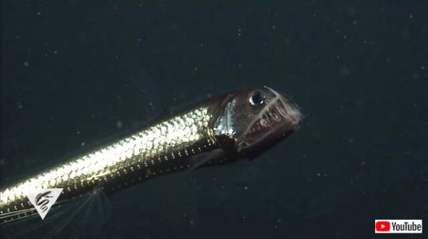 この口でどうやって食べるのか 巨大な牙をもつ異相の深海魚ヒガシホウライエソ マランダー