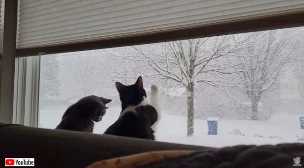 窓の外は銀世界！愛猫「この上から落ちてくるものは何ニャ？」と、雪を