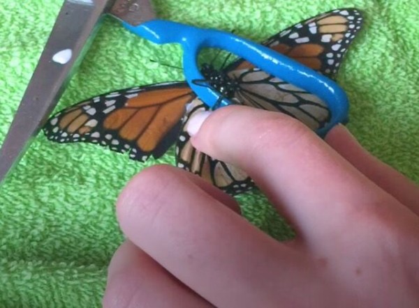 乙女と羽の破れた蝶の友情物語 出会いから別れの瞬間までのやさしい日々 マランダー