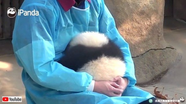 まんまるふわふわ可愛いコイツ いつまでもこうしていたい 子パンダを抱っこする飼育員さんの至福 マランダー