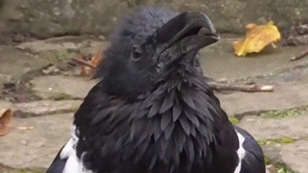 カラスはやっぱり賢いわ しゃべるオオガラスの礼儀正しいご挨拶 マランダー カラスはやっぱり賢いわ しゃべるオオガラスの礼儀正しいご挨拶 マランダー