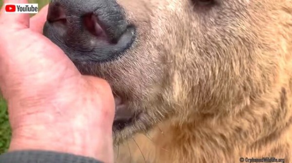 クマーって猫の仲間だっけ 指しゃぶりで和んだ熊 のどをゴロゴロ鳴らす ヘッドホン推奨 マランダー