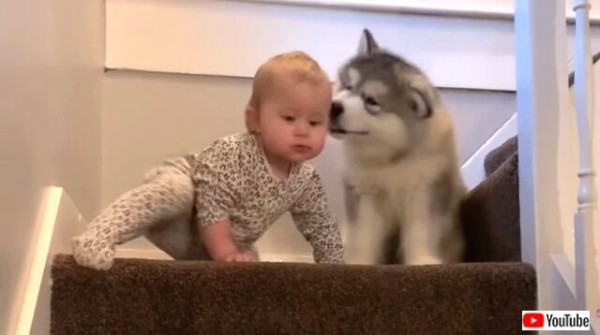 一歩一歩しっかり上ろう マラミュートの子犬と赤ちゃんの階段トレーニング風景 マランダー