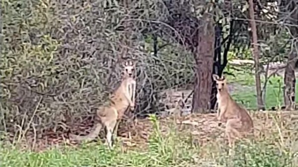 おまえら ケンカならよそでやれ うちの庭でカンガルーがガチバトルってたので止めてみた マランダー