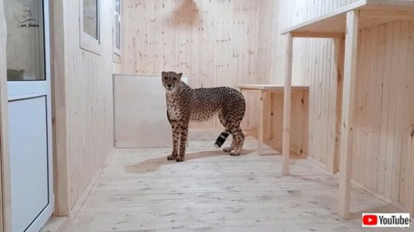 ピューマのメッシの暮らすおうちになんとチーターがやって来た
