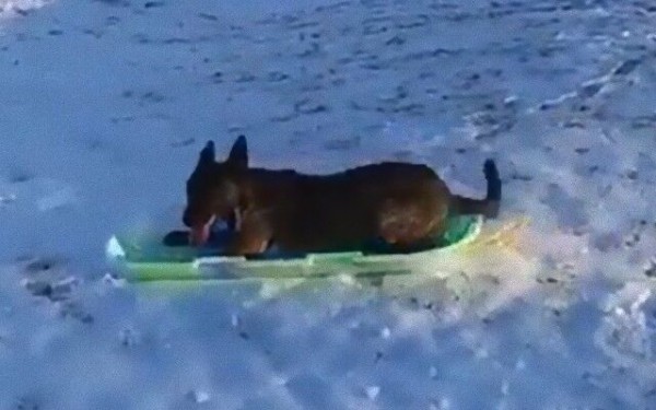 ソリ上手の犬 プラスチックのそりで雪の丘をスルスル っと行くよ マランダー