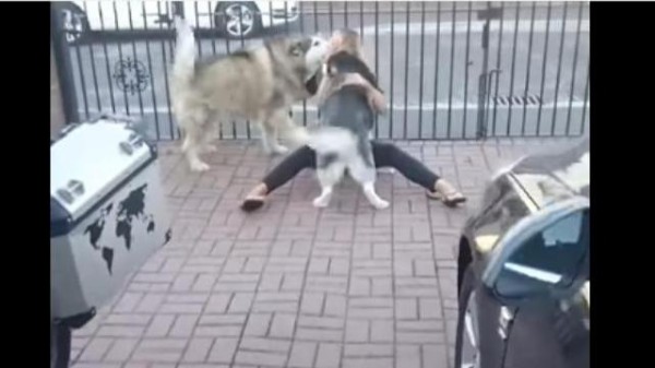 出たぞ マラミュート犬2匹 ママの帰宅に大興奮でじゃれたい気持ちがノンストップ マランダー