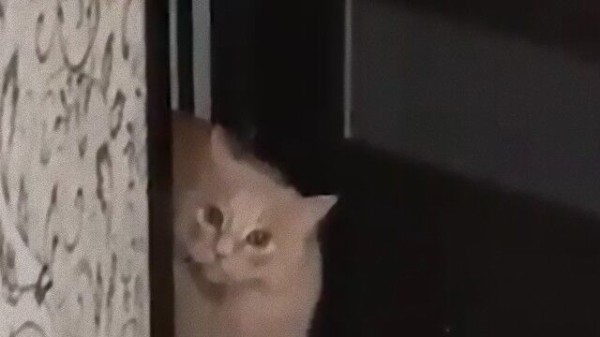 忍術の高みを目指して 猫 強烈な猫キックの鍛錬を積む マランダー