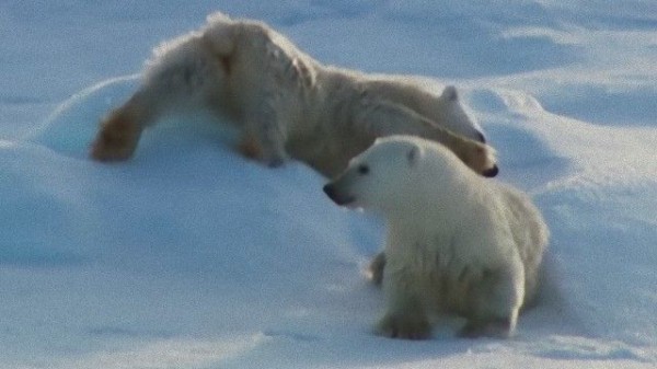 雪に体をごしごしするのがホッキョクグマ風 濡れた体を乾かすホッキョクグマ親子 マランダー