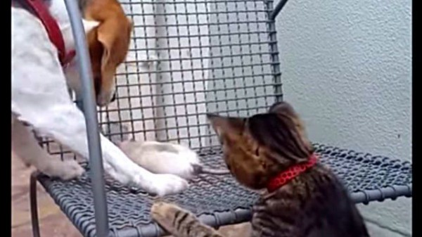 仲良くしたっていいじゃない 犬と猫とネズミのキャッキャウフフこのあとすぐ マランダー