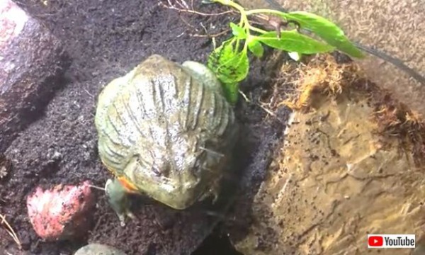 美味しそう いっただっきまーす からの ジャンプに失敗して気まずいカエル マランダー