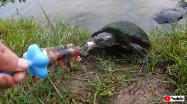 カメ 画像 No.4/6] 【カメェェェッー!】海外からの注目度も抜群！ホンモノ