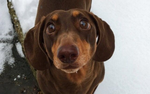 犬 喜び過ぎた 飼い主が自宅待機 うれしすぎて尻尾降りすぎて負傷したらしい犬が発見された マランダー 犬 喜び過ぎた 飼い主が自宅待機 うれしすぎて尻尾降りすぎて負傷したらしい犬が発見された マランダー