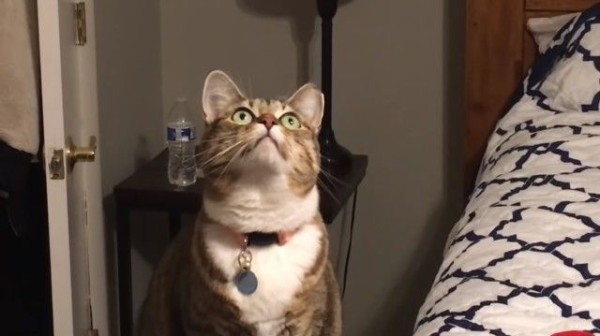 コイツ ヤル はじめて見るシーリングファンに臨戦態勢の猫 マランダー コイツ ヤル はじめて見るシーリングファンに臨戦態勢の猫 マランダー