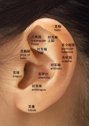 耳を線画としてどう描けばいいのか考えてみた アニメができたらいいなと妄想しているブログ