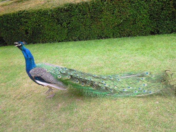 ﾛﾝﾄﾞﾝから日帰りｳｫｰﾘｯｸ城 Warwick Castle 孔雀の庭園 Peacock Garden ﾛﾝﾄﾞﾝ 穴場 ﾀﾀﾞｶﾞｲﾄﾞ写真編 London Photo Guide Blog Nemi