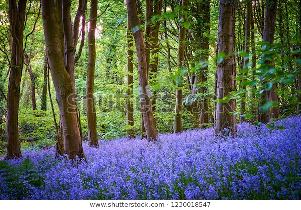 英国の春の花ﾌﾞﾙｰﾍﾞﾙ Bluebell を探しに ﾛﾝﾄﾞﾝ 穴場 ﾀﾀﾞｶﾞｲﾄﾞ写真編 London Photo Guide Blog Nemi