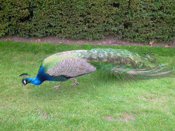 ﾛﾝﾄﾞﾝから日帰りｳｫｰﾘｯｸ城 Warwick Castle 孔雀の庭園 Peacock Garden ﾛﾝﾄﾞﾝ 穴場 ﾀﾀﾞｶﾞｲﾄﾞ写真編 London Photo Guide Blog Nemi