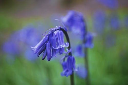 ﾛﾝﾄﾞﾝ近郊の春の花ﾌﾞﾙｰﾍﾞﾙｽﾎﾟｯﾄ Bluebells Near London Londonist ﾛﾝﾄﾞﾝ 穴場 ﾀﾀﾞｶﾞｲﾄﾞ写真編 London Photo Guide Blog Nemi