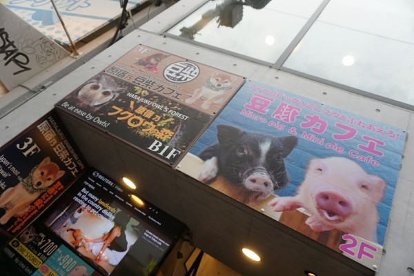 原宿 豆豚カフェ 豚と呼ばれた女が本物の豚に会いに行った話 東京食べ歩きブログ明日どこに行こう