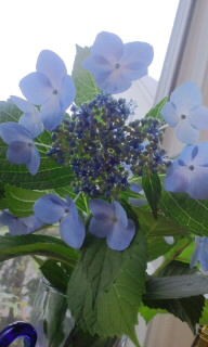 額紫陽花 ガクアジサイ の色鉛筆画を描いています 旅する惑星