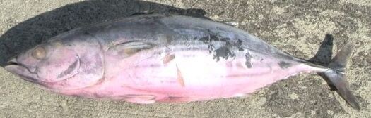 ピンク色のカツオ水揚 週刊マリンフーズニュース