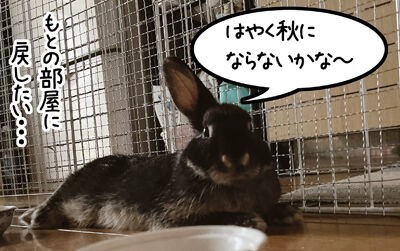 苦闘と癒し 初めてのウサギ