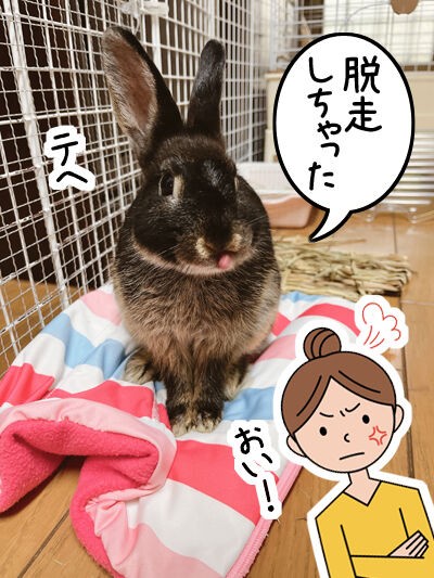 お転婆ウサ子 脱走 主婦 はじめてうさぎを飼う