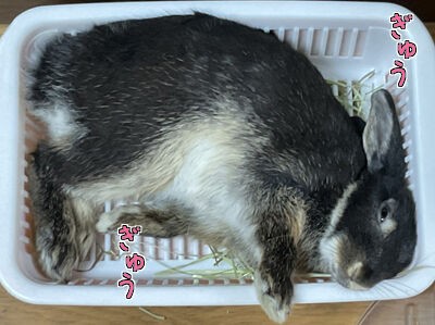 大きくなってもココが好き 主婦のうさぎ飼育日記