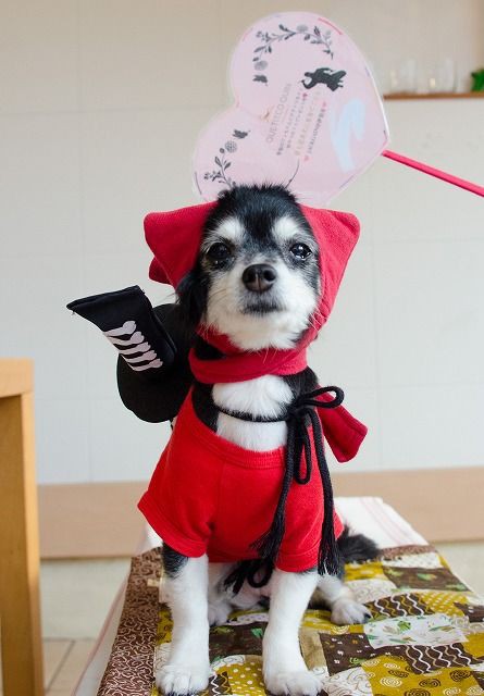 伊賀で忍者犬に変身できる ドックカフェ ジャックゲイン さん まろまゆげのわんこがいる暮らし 愛犬との日々を記録に残そう 伊賀で忍者犬に変身できる ドックカフェ ジャックゲイン さん まろまゆげのわんこがいる暮らし 愛犬との日々を記録に残そう