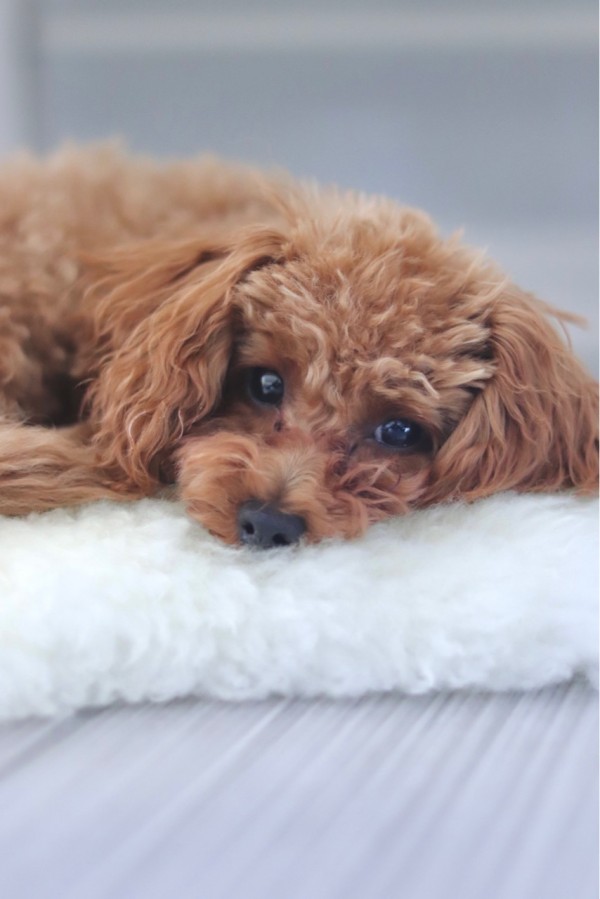 犬の涙やけの対処法 愛犬の 涙やけ で悩まされたその後 Marriage Life In Arizona アリゾナで国際結婚 Powered By ライブドアブログ