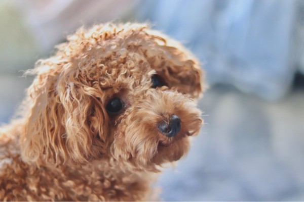 犬の涙やけの対処法 愛犬の 涙やけ で悩まされたその後 Marriage Life In Arizona アリゾナで国際結婚 Powered By ライブドアブログ