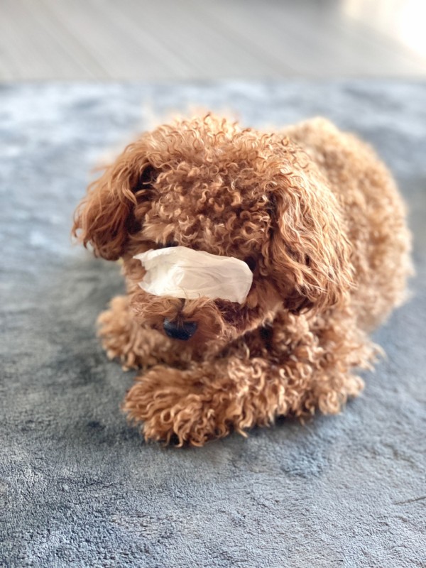 犬の涙やけの対処法 愛犬の 涙やけ で悩まされたその後 Marriage Life In Arizona アリゾナで国際結婚 Powered By ライブドアブログ