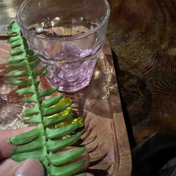 ベトナム採集記①2024/2/19〜3/1 : MARTIAL PLARTS