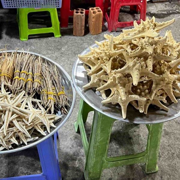 ベトナム採集記①2024/2/19〜3/1 : MARTIAL PLARTS