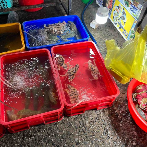 ベトナム採集記①2024/2/19〜3/1 : MARTIAL PLARTS